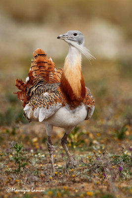 Otarda, Great bustard, Avutarda