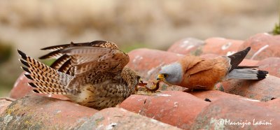 Grillai ,  Lesser Kestrel , Cerncalo primilla