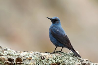 Passero solitario , Blue Rock-Thrush , Roquero solitario