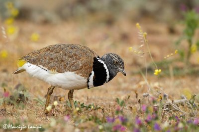 Gallina prataiola , Little bustard , Sisn comun