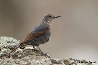 Passero solitario , Blue Rock-Thrush , Roquero solitario