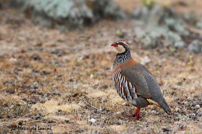 Pernice rossa , Red-legged partridge , Perdiz