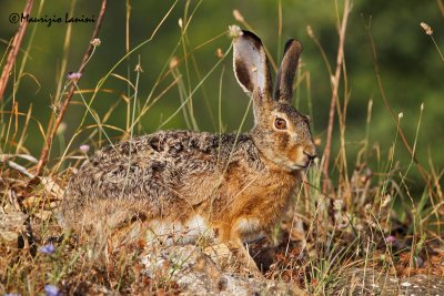 Lepre , Brown hare