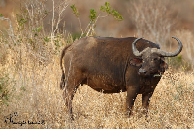 Bufalo cafro , African buffalo