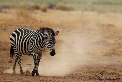 Zebra di Grant  , Grant's zebra