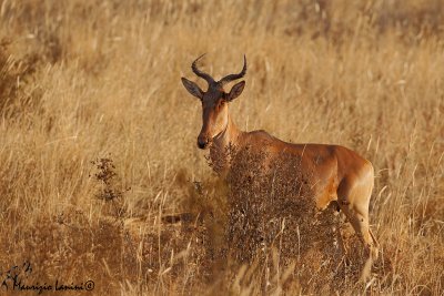 Alcelafo bubalo o Antilope congoni  , Bubal hartebeest