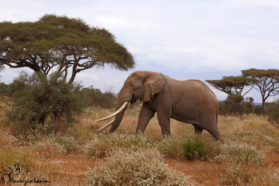 Elefante: il grande maschio  , African bush elephant : the big male