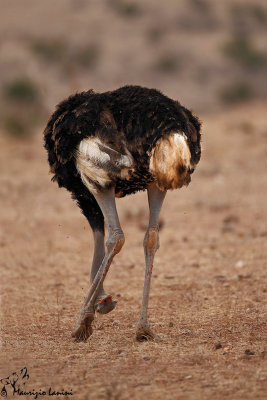 Struzzo somalo , Somali Ostrich