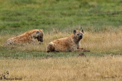 Iene , Spotted hyaenas