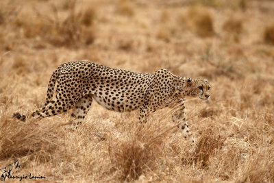 Ghepardo , Cheetah