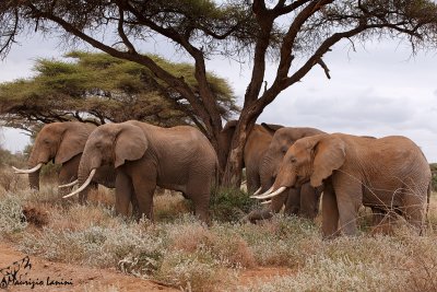 Elefanti , African bush elephants
