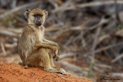 Giovane babbuino , Young yellow baboon