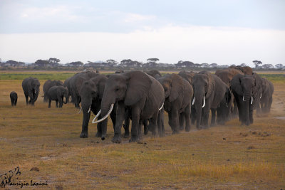Elefanti , African bush elephants