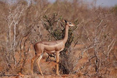 Antilope giraffa , Gerenuk
