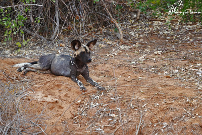 Licaone , African wild dog