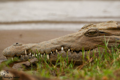 Coccodrillo del Nilo , Nile crocodile