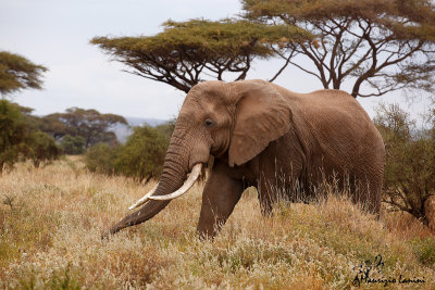 Elefante  , African bush elephant 