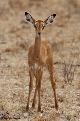 Giovane impala , Young impala