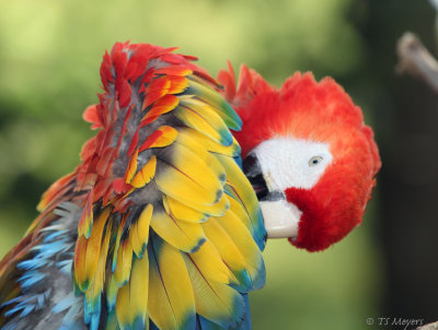 Parrot
