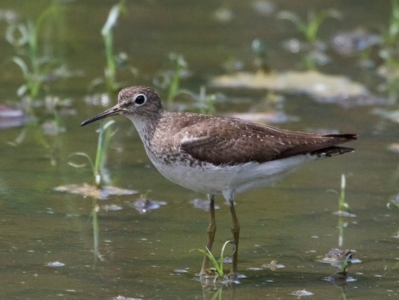 Solitary Sandpiper