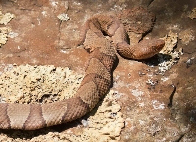damon copperhead damon copperhead