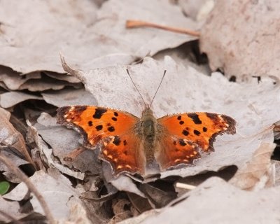 Eastern Comma