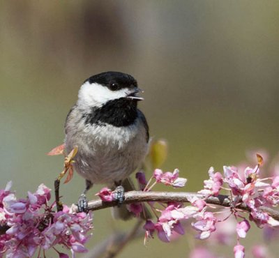 Carolina Chickadee