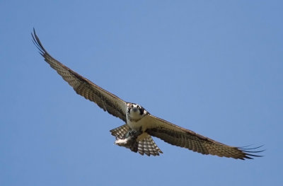 Osprey