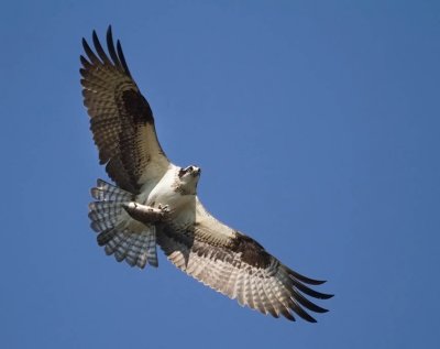 Osprey