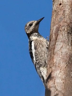 Yellow-bellied Sapsucker