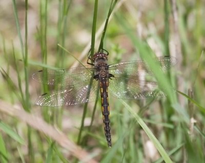 Common Baskettail