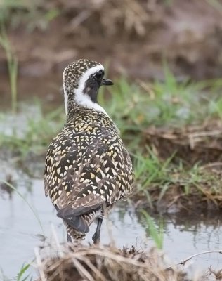 American Golden-Plover