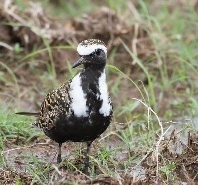 American Golden-Plover