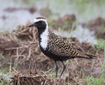 American Golden-Plover