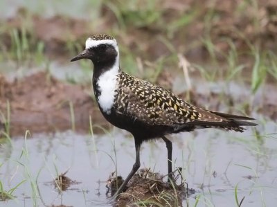 American Golden-Plover
