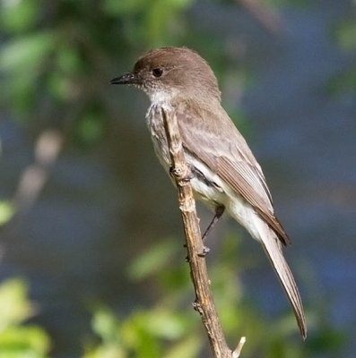 Eastern Phoebe