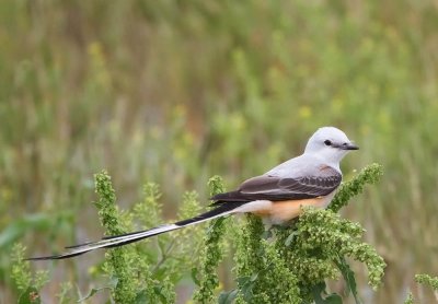 Scissor-tailed Flycatcher