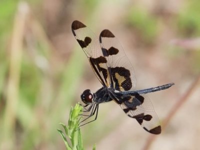 Banded Pennant