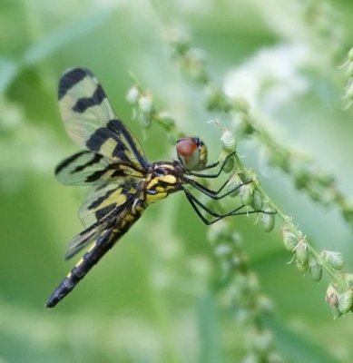 Banded Pennant