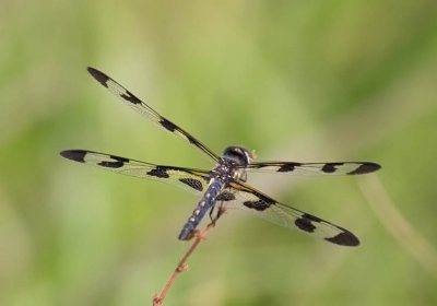 Banded Pennant