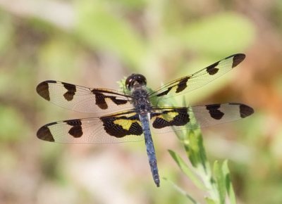 Banded Pennant