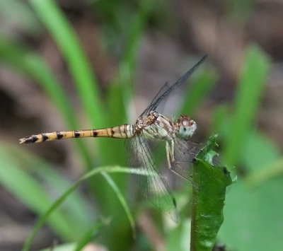 Blue-faced Meadowhawk