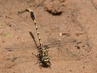Common Sanddragon