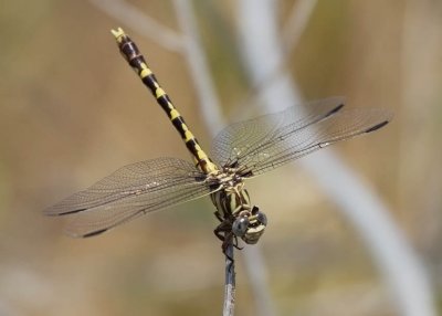Common Sanddragon