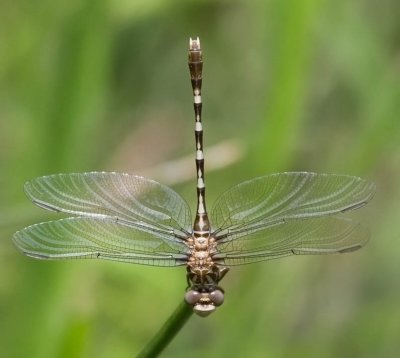 Common Sanddragon