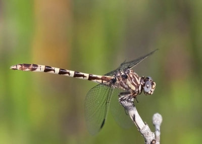 Common Sanddragon