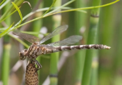 Common Sanddragon