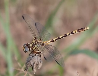 Common Sanddragon