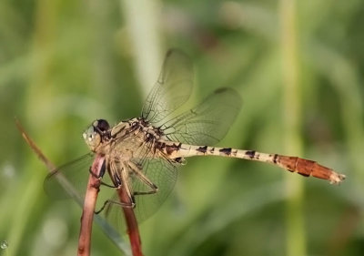 Jade Clubtail