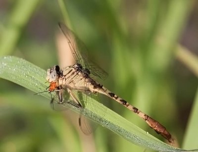 Jade Clubtail